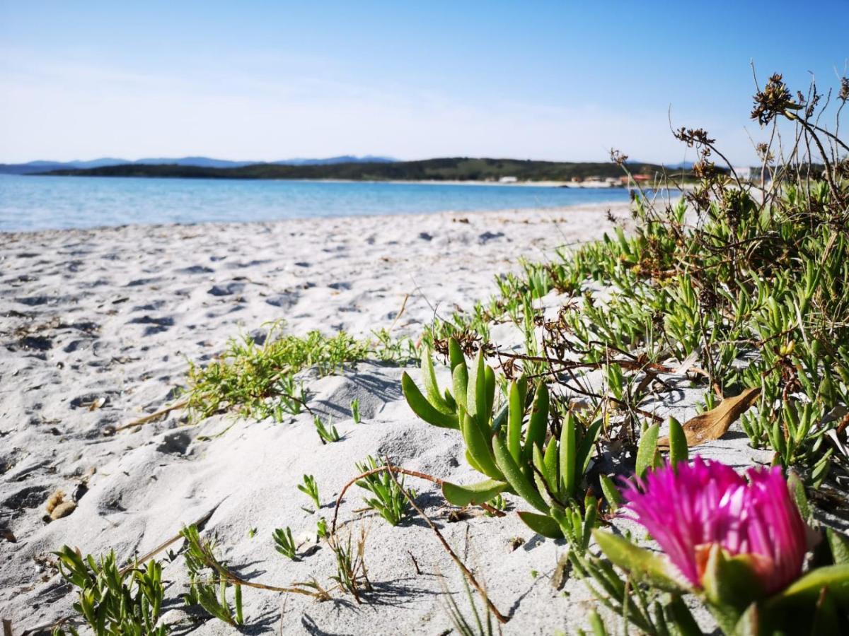 אולביה Insardinia House Trilocale A 200Mt Dalla Spiaggia מראה חיצוני תמונה